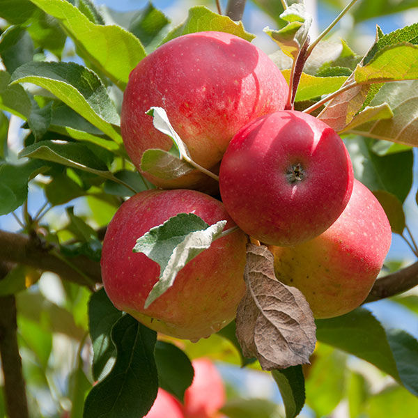 Gala Apples