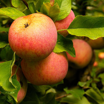 Buy affordable Early Harvest Apple trees at our online nursery - Arbor ...