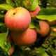 Picture of Fuji Apple