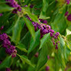 Picture of Beautyberry