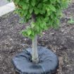Picture of Tree Diaper - 24"