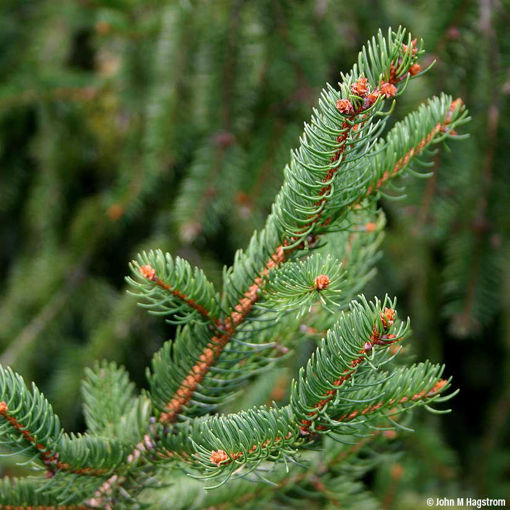 Picture of Holiday Norway Spruce