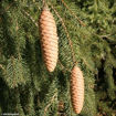 Picture of Holiday Norway Spruce