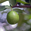 Pecan - Carya illinoinensis