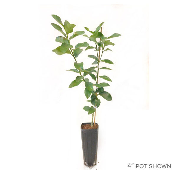 Buy affordable Pecan trees at our online nursery - Arbor Day Foundation