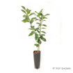 Picture of Holiday Semi-Dwarf Bearss Seedless Lime Tree