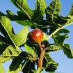 Pecan - Carya illinoinensis