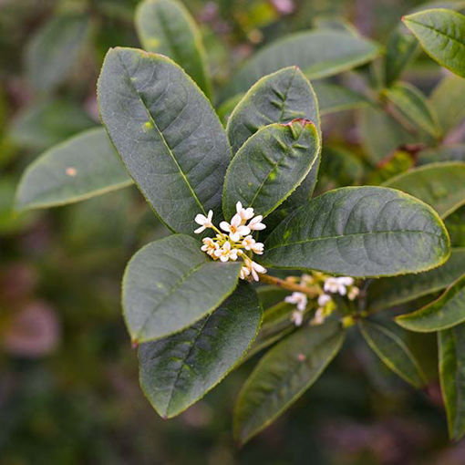 Picture of Fragrant Tea Olive