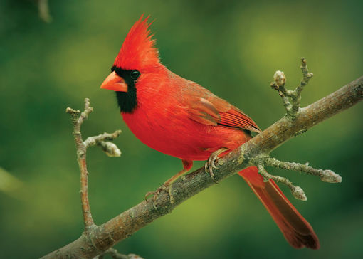 Picture of Cardinal