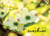 Picture of My Sunshine-Flowers