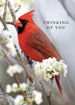 Picture of Thinking of You-Cardinal
