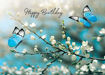 Picture of Butterfly Birthday