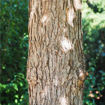 Picture of Swamp White Oak