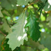 Picture of Swamp White Oak