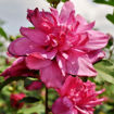 Picture of Red Rose-of-Sharon