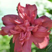 Picture of Red Rose-of-Sharon