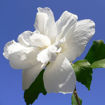 Picture of White Rose-of-Sharon