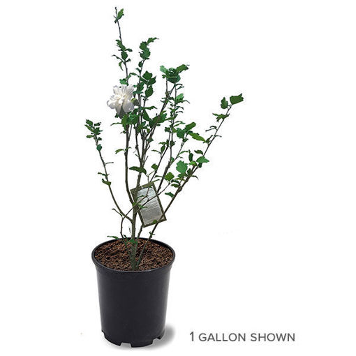 Buy Affordable White Rose-of-Sharon - Arbor Day Foundation