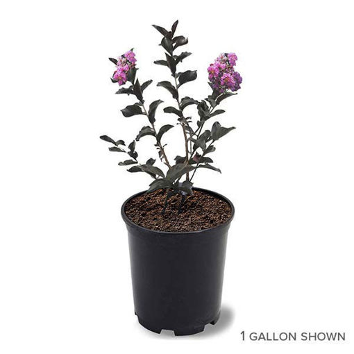 Purely Purple Black Diamond Crapemyrtles for Sale at Arbor Day's Online ...