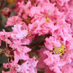 Picture of Shell Pink Black Diamond Crapemyrtle