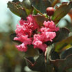 Picture of Shell Pink Black Diamond Crapemyrtle