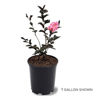 Picture of Shell Pink Black Diamond Crapemyrtle