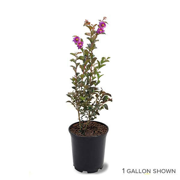 Lavender Lace Black Diamond Crapemyrtles for Sale at Arbor Day's Online ...