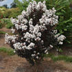 Picture of First Editions® Lunar Magic® Crapemyrtle