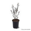 Picture of First Editions® Lunar Magic Crapemyrtle