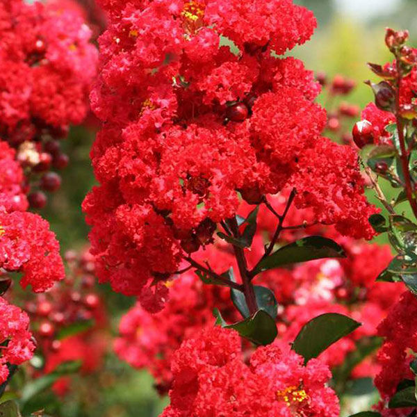 Buy Affordable First Editions® Ruffled Red Magic Crapemyrtle - Arbor Day  Foundation