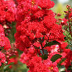 Picture of First Editions® Ruffled Red Magic Crapemyrtle