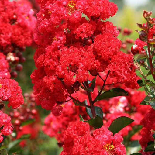 Picture of First Editions® Ruffled Red Magic™ Crapemyrtle