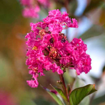 Lavender Lace Black Diamond Crapemyrtles For Sale At Arbor Day's Online 