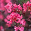 Picture of First Editions® Twilight Magic™ Crapemyrtle