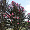 Picture of First Editions® Twilight Magic Crapemyrtle