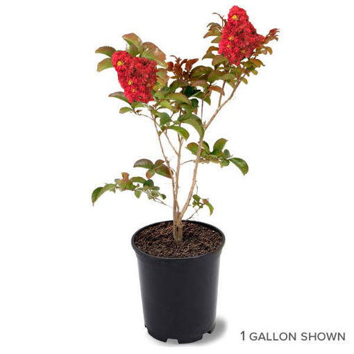 Southern Living™ Miss Frances Crapemyrtles for Sale at Arbor Day's ...