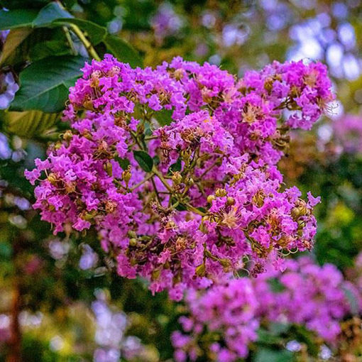 Picture of Southern Living™ Miss Sandra Crapemyrtle