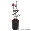 Picture of Southern Living™ Miss Sandra Crapemyrtle