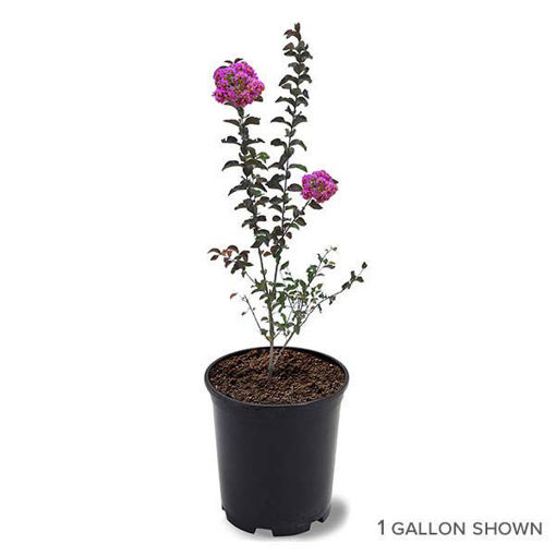 Southern Living™ Miss Sandra Crapemyrtles for Sale at Arbor Day's ...