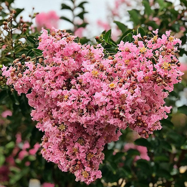 Sioux on sale crape myrtle