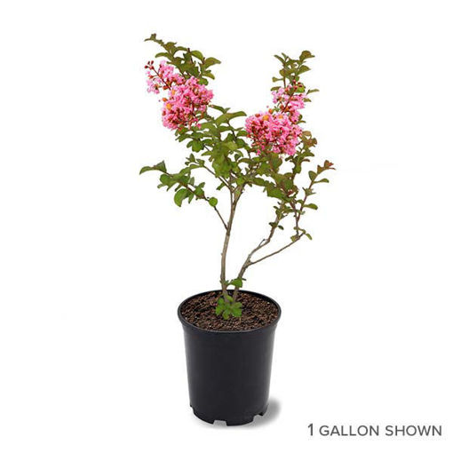 Sioux Crapemyrtles for Sale at Arbor Day's Online Tree Nursery - Arbor ...