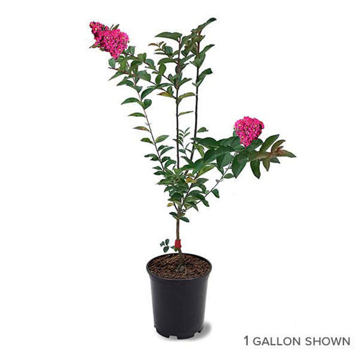 Tonto Crapemyrtles for Sale at Arbor Day's Online Tree Nursery - Arbor ...