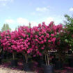 Picture of Tonto Crapemyrtle