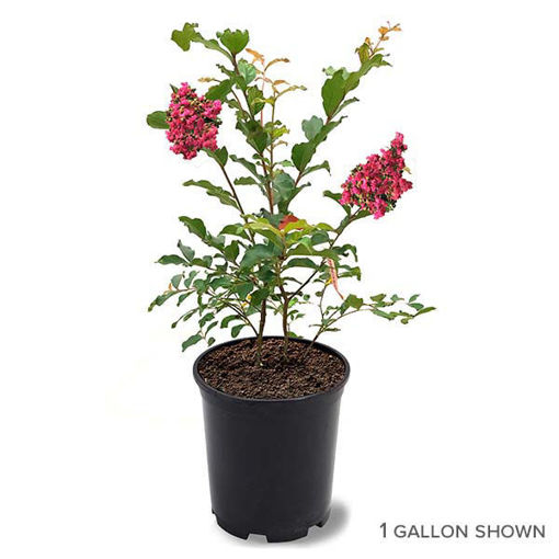 Buy Affordable Tuscarora Crapemyrtle - Arbor Day Foundation