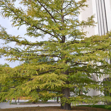 Baldcypress - Taxodium distichum