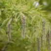 Baldcypress - Taxodium distichum