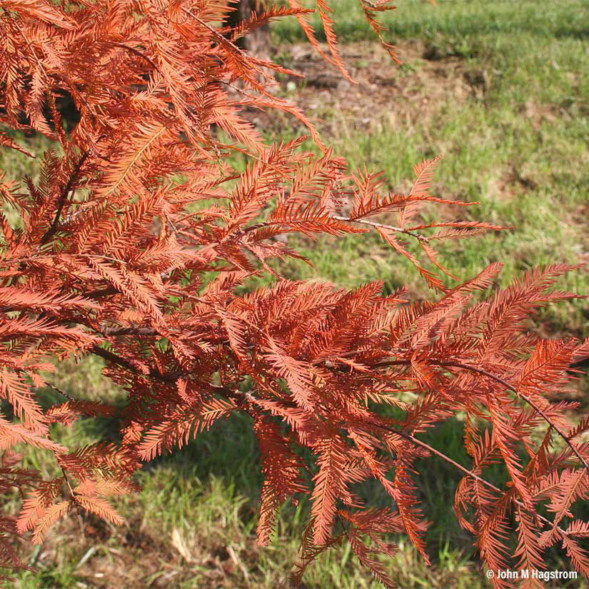 Baldcypress Trees for Sale at Arbor Day's Online Tree Nursery - Arbor ...