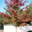 Shumard Oak - Quercus shumardii