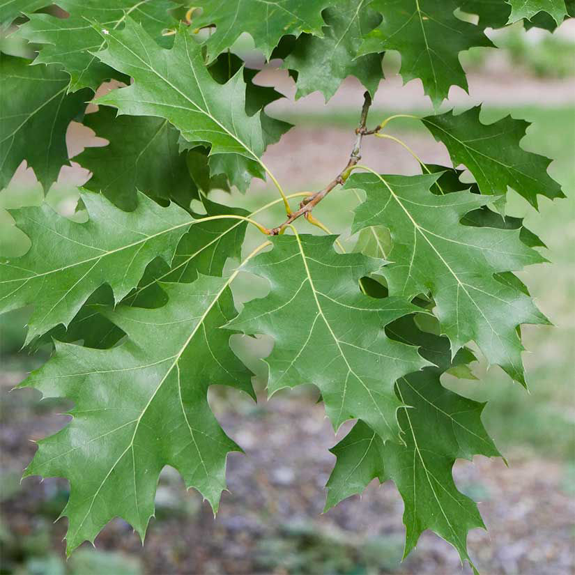 Buy affordable Shumard Oak trees at our online nursery - Arbor Day ...