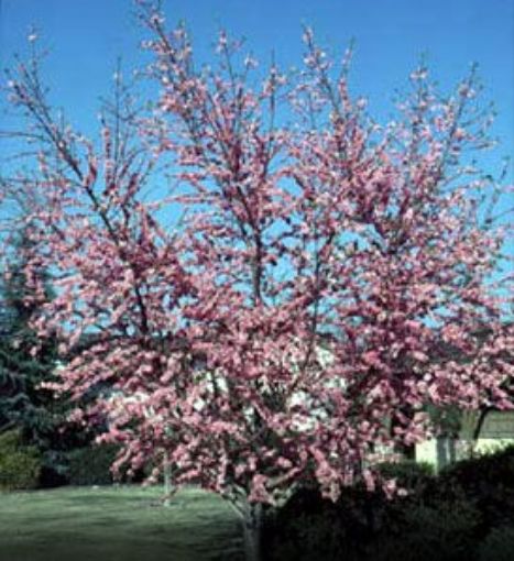 Elberta Peach - Prunus persica